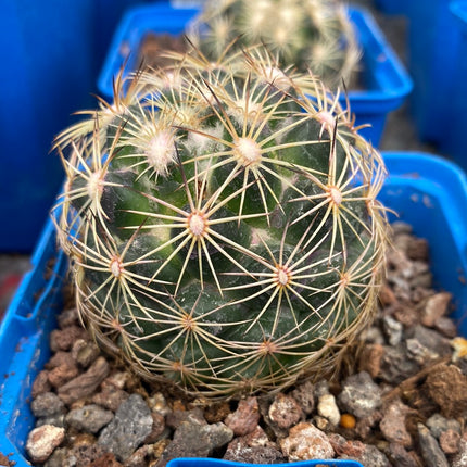 Coryphantha cornifera