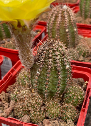 Lobivia aurea var. shaferi 