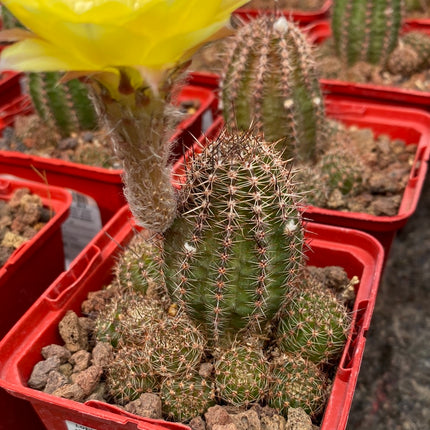 Lobivia aurea var. shaferi 