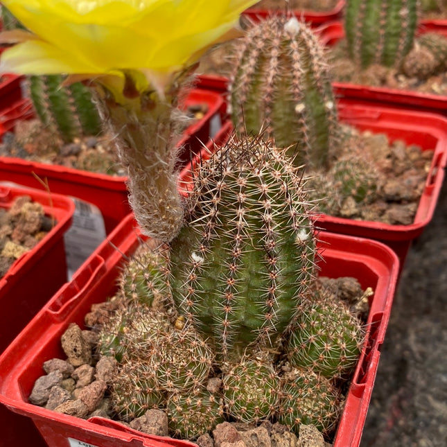 Lobivia aurea var. shaferi 