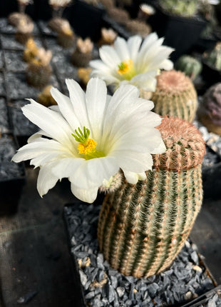 Echinocereus rigidissimus pectinatus