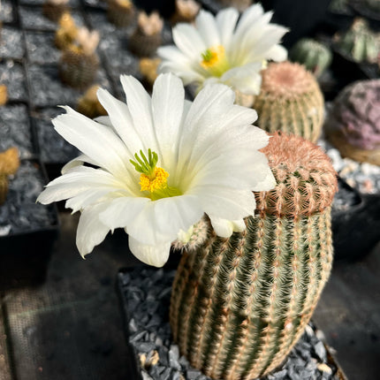 Echinocereus rigidissimus pectinatus