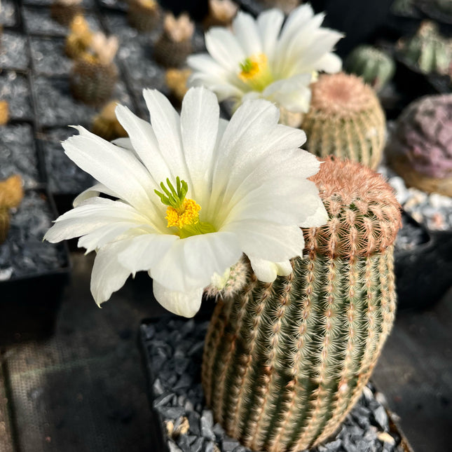 Echinocereus rigidissimus pectinatus