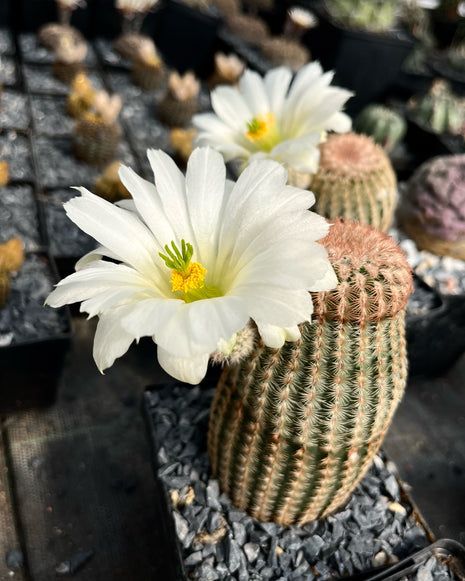 Echinocereus rigidissimus pectinatus