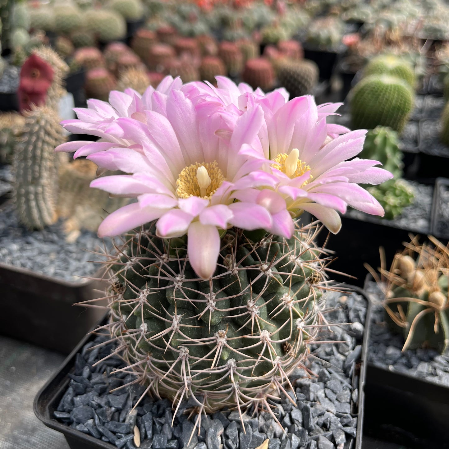 Gymnocalycium gibbosum