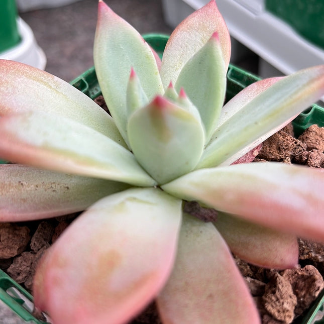 Echeveria colorata var. Mexican giant