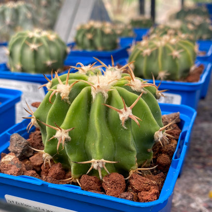 Echinocactus texensis
