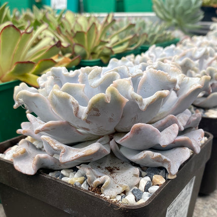 Echeveria ‘Crispate beauty’