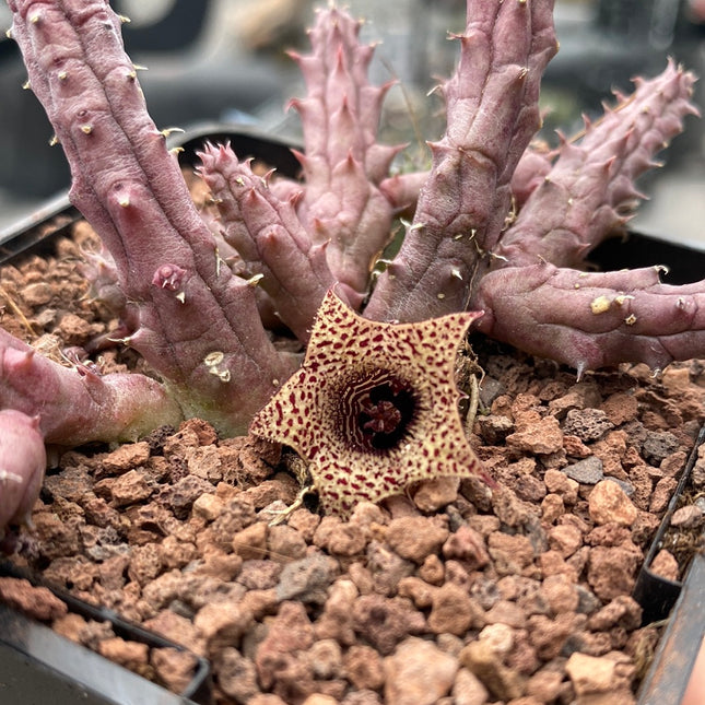 Huernia volkartii
