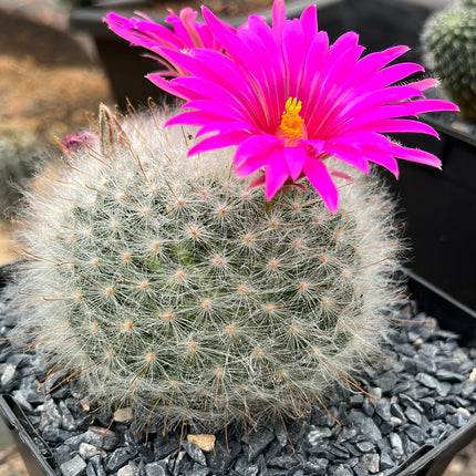 Mammillaria gueizowiana