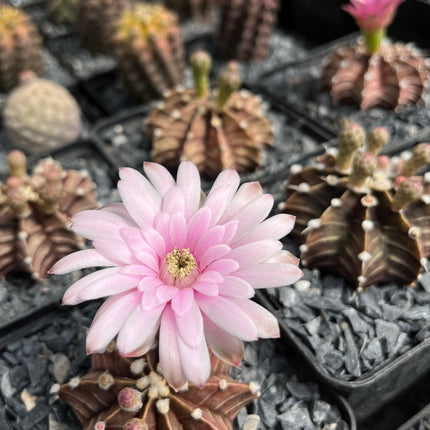 Gymnocalycium mihanovichii var. agua dulce