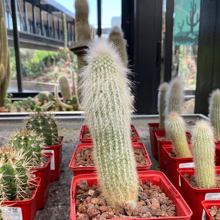 Cleistocactus strausii