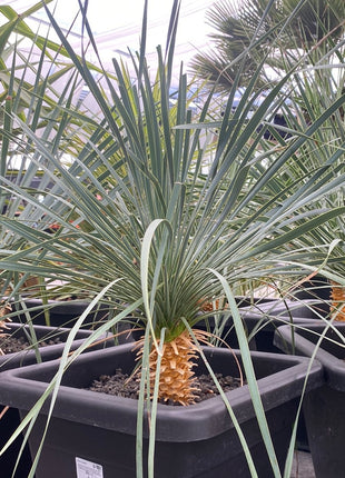 Yucca rostrata