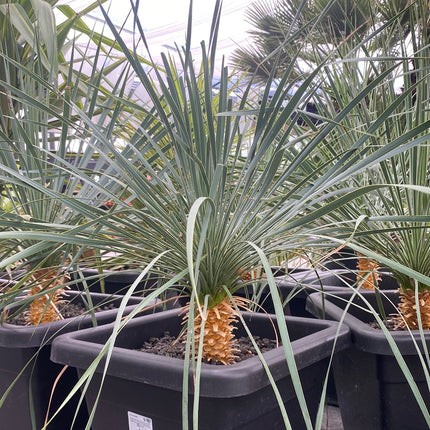 Yucca rostrata