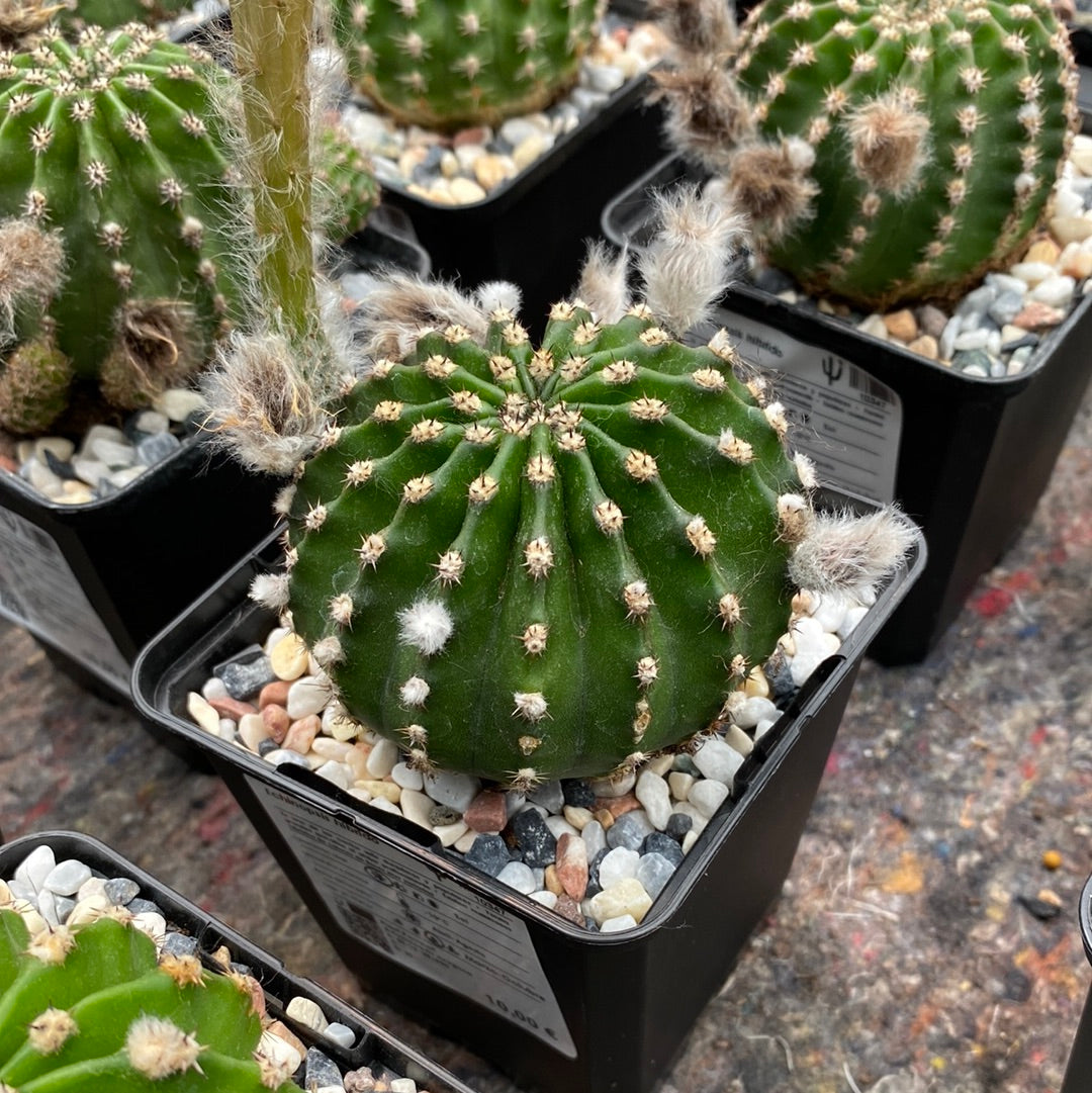 Echinopsis híbrido
