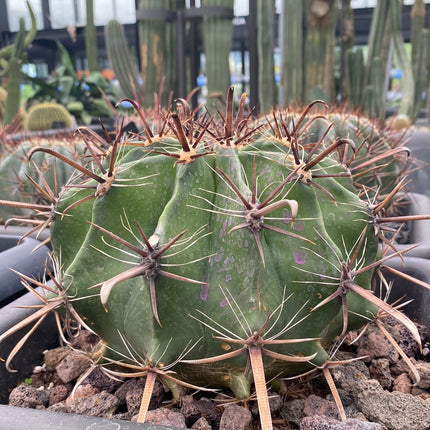 Ferocactus-Halbinseln