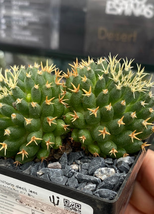 Mammillaria decipiens subsp. camptotricha cv. 'Bru'