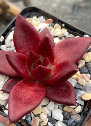 Echeveria 'Romeo'