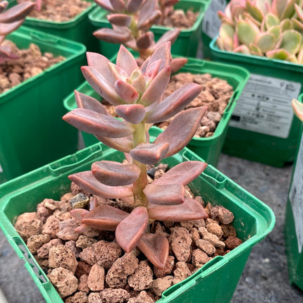 x Graptosedum cv. 'Francisco Baldi'