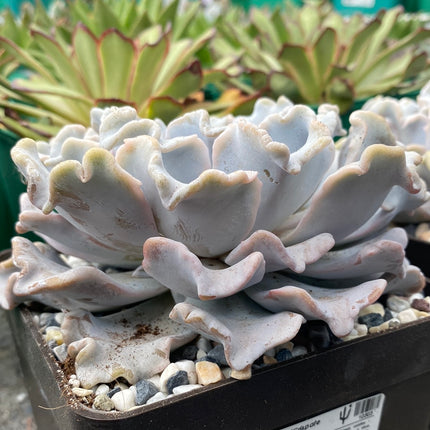 Echeveria ‘Crispate beauty’