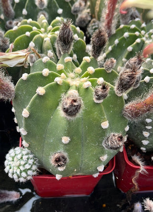 Echinopsis subdenudata