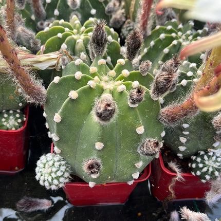 Echinopsis subdenudata