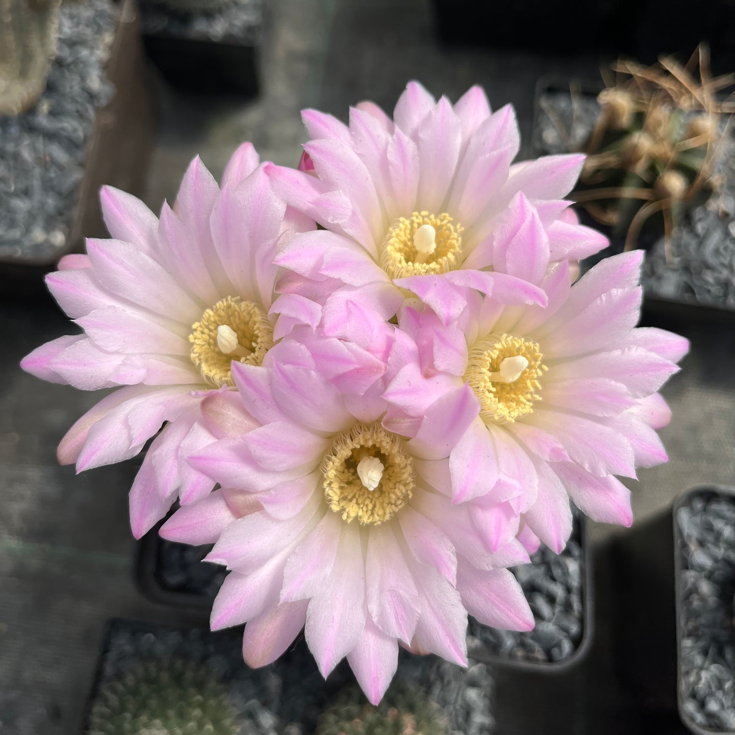 Gymnocalycium gibbosum