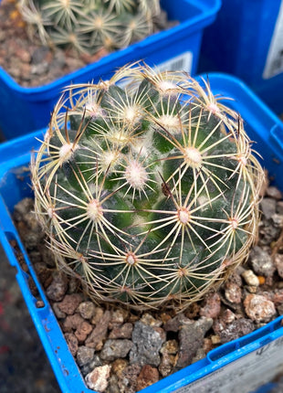 Coryphantha cornifera