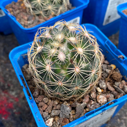 Coryphantha cornifera