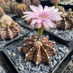 Collection image for: GYMNOCALYCIUM