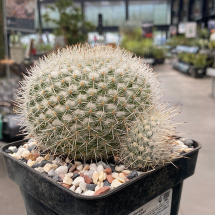 Mammillaria geminispina brevispina