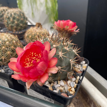 Acanthocalycium glaucum