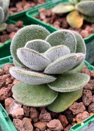 Crassula tomentosa vrendendal