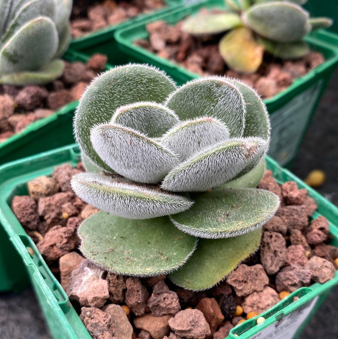 Crassula tomentosa vrendendal