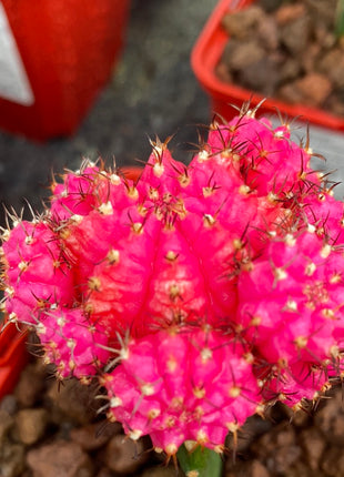 Grafted Gymnocalycium mihanovichii