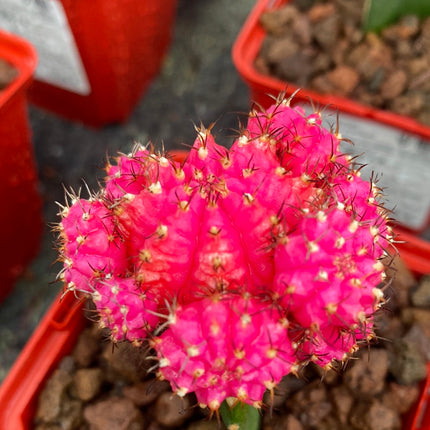 Grafted Gymnocalycium mihanovichii
