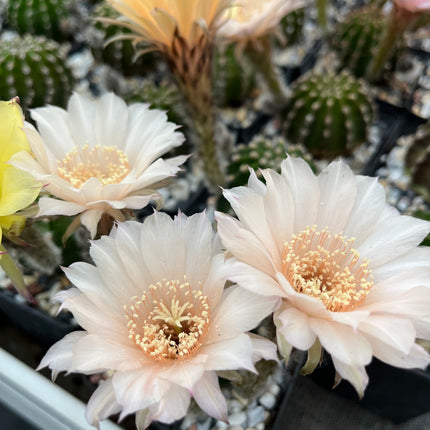 Hybrid-Echinopsis