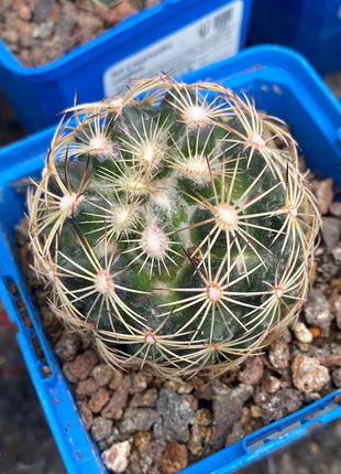 Coryphantha cornifera
