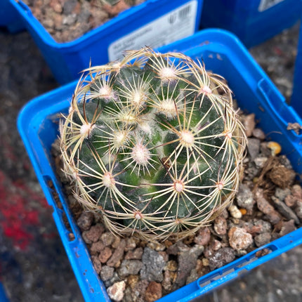 Coryphantha cornifera