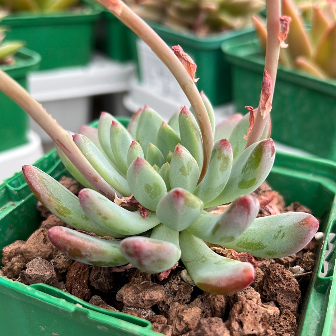 Echeveria ‘Blue elf’