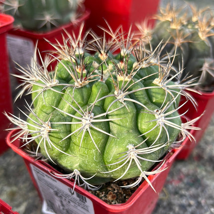 Gymnocalycium saglionis