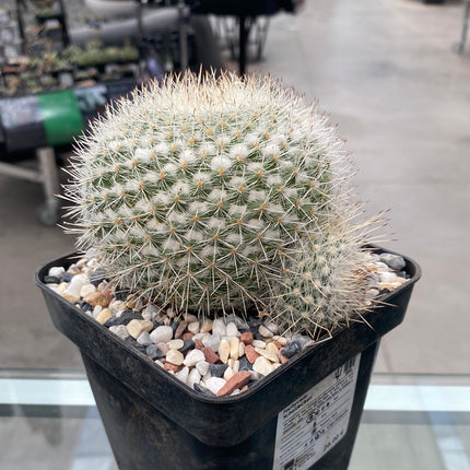 Mammillaria geminispina brevispina