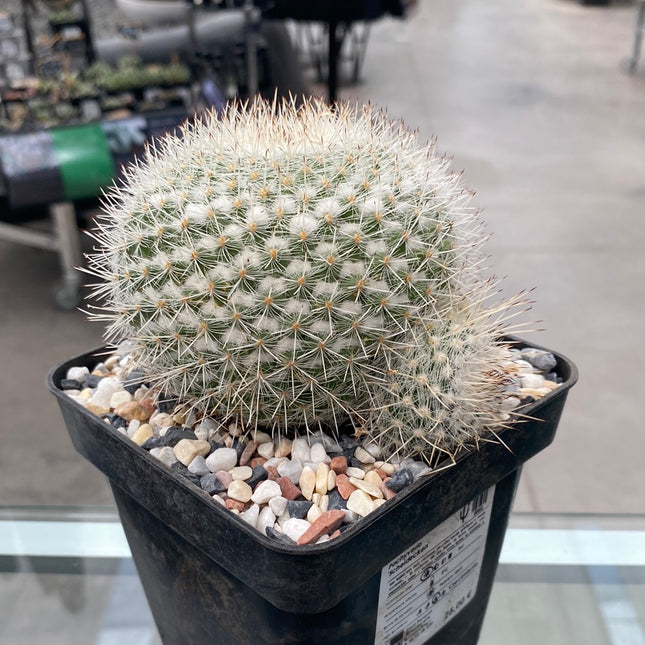 Mammillaria geminispina brevispina