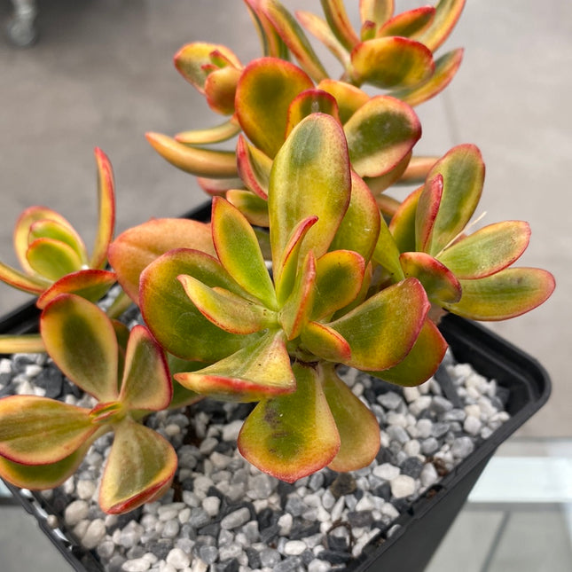 Crassula ovata variegata