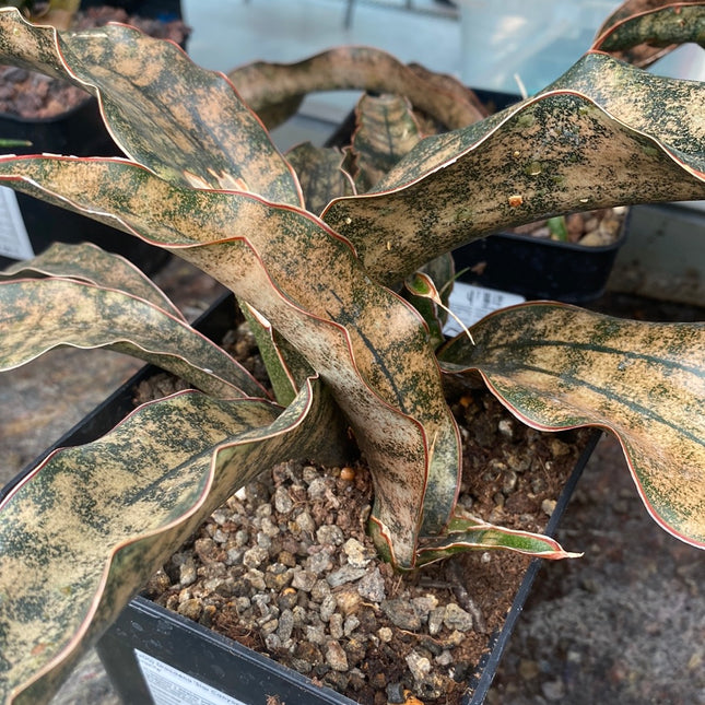 Dracaena pethera ‘Star Canyon Granite’ | Sansevieria 'Star Canyon Granite. Coppertone