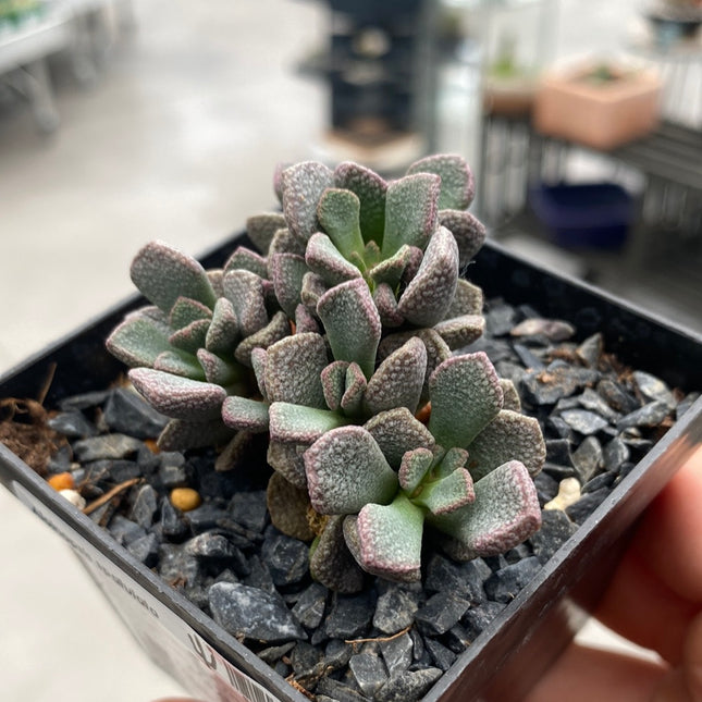 Aloinopsis spatulata