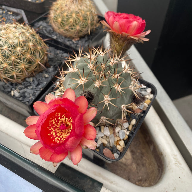 Acanthocalycium glaucum