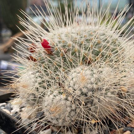Mammillaria geminispina