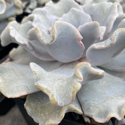 Echeveria ‘Crispate beauty’