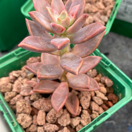 x Graptosedum cv. 'Francisco Baldi'